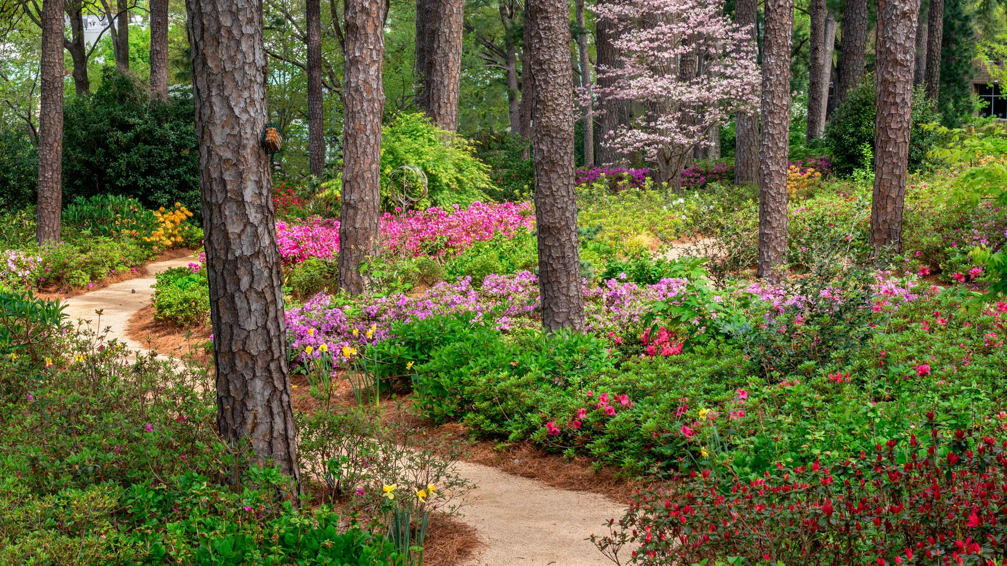 Flower garden in Raleigh, North Carolina