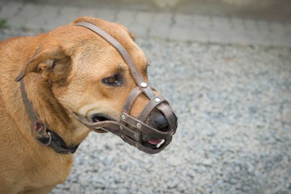 Dog in a muzzle